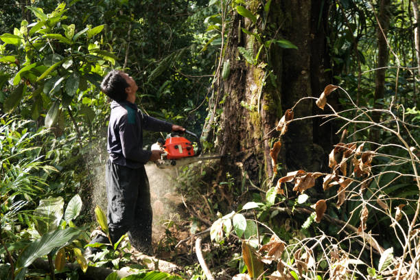 Best Tree and Shrub Care  in Palmer, AK